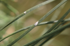 Chionaspis pinifoliae