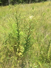 Doellingeria sericocarpoides