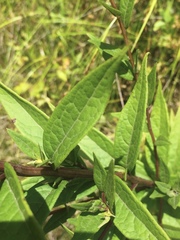 Doellingeria sericocarpoides