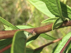 Doellingeria sericocarpoides