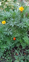 Calenduleae