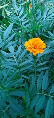 Calenduleae