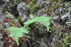 Woodsiaceae