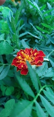 Calenduleae