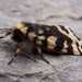 Mountain Tiger Moth - Photo (c) acarson, some rights reserved (CC BY-NC)