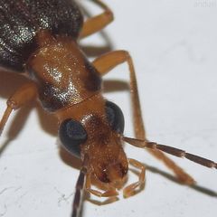 Nacerdes carniolica