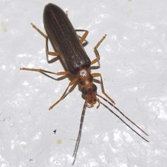 Nacerdes carniolica