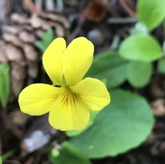Viola orbiculata