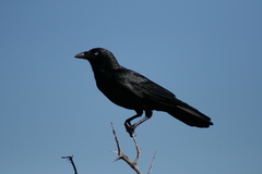 Corvus bennetti