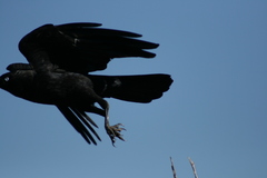 Corvus bennetti