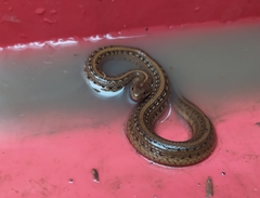 Thamnophis validus thamnophisoides