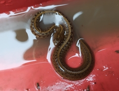 Thamnophis validus thamnophisoides