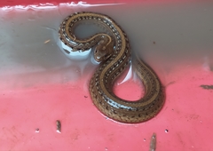 Thamnophis validus thamnophisoides