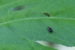 Eugnamptus angustatus