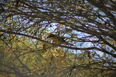 Chrysococcyx osculans