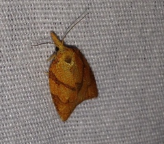 Cenopis reticulatana