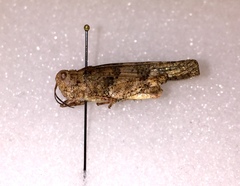 Trimerotropis occidentalis