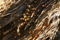 Harmonia axyridis