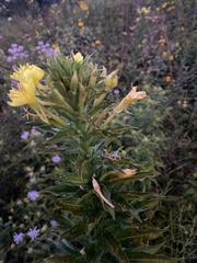 Oenothera rubricaulis