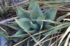 Agave ovatifolia