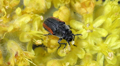 Coleothorpa vittigera