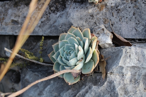 Echeveria simulans
