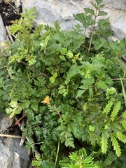 Conioselinum chinense