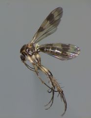 Mycetophila elongata