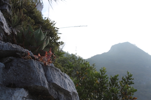 Image of Agave ovatifolia by (c) Francisco Martínez González, some rights reserved (CC BY-SA)