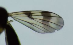 Mycetophila elongata