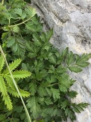 Conioselinum chinense