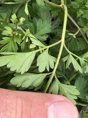 Conioselinum chinense