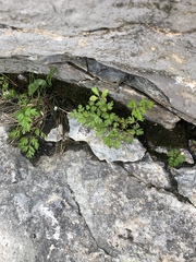 Conioselinum chinense