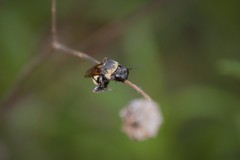 Triepeolus concavus