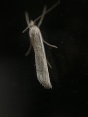 Agriphila tristella