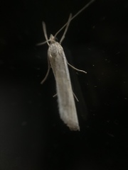 Agriphila tristella