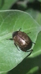 Paranomala testaceipennis