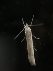 Agriphila tristella