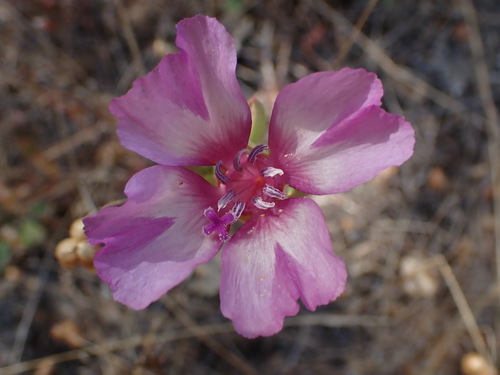 Image of Clarkia imbricata by no rights reserved