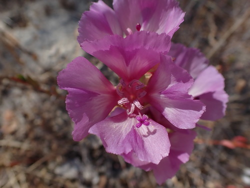 Image of Clarkia imbricata by no rights reserved