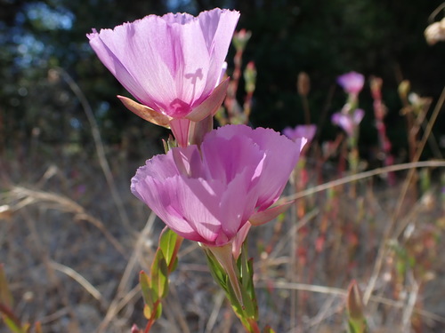 Image of Clarkia imbricata by no rights reserved