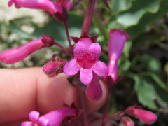 Penstemon clevelandii