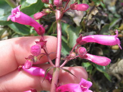 Penstemon clevelandii