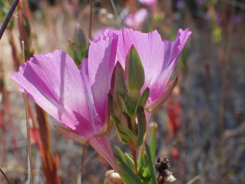 Image of Clarkia imbricata by no rights reserved