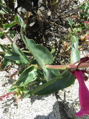 Penstemon clevelandii