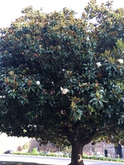 Magnolia grandiflora
