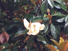 Magnolia grandiflora