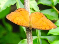 Ariadne ariadne alterna