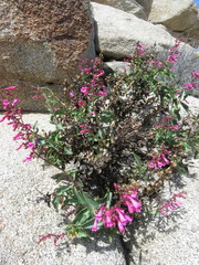 Penstemon clevelandii