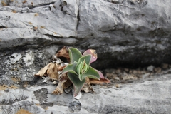 Tradescantia brevifolia